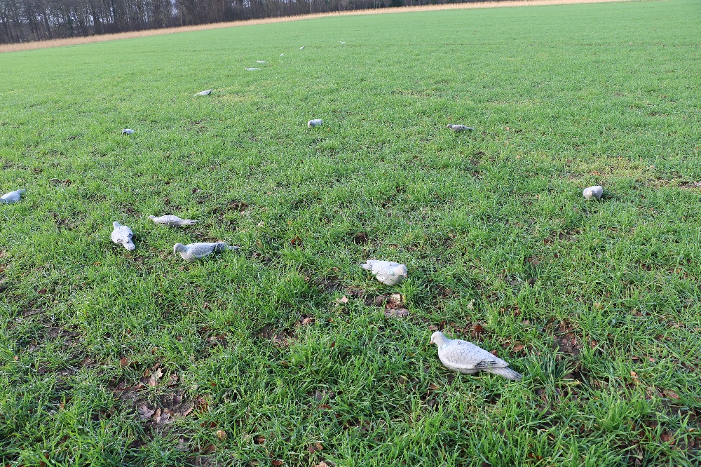 Die Taubenattrappen auf dem Feld sollen die darüber fliegenden Tauben anlocken und ihnen Sicherheit suggerieren.